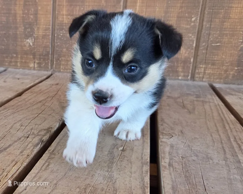 Female 3 – Pembroke Welsh Corgi puppy for sale in Trinidad, CO