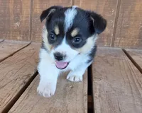 Female 3, a female Pembroke Welsh Corgi for sale in Trinidad, CO – 3 of 10