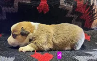 Female 4, a female Pembroke Welsh Corgi for sale in Trinidad, CO – 7 of 10