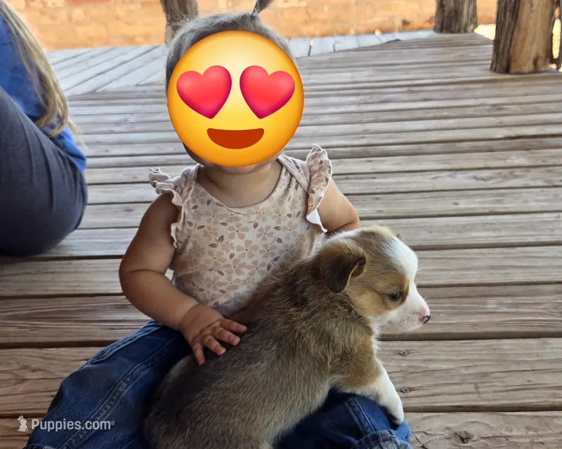 Female 4 – Pembroke Welsh Corgi puppy for sale in Trinidad, CO
