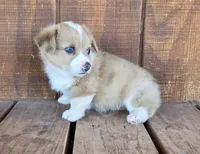 Female 1, a female Pembroke Welsh Corgi for sale in Trinidad, CO – 6 of 10