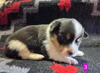 Female 3, a female Pembroke Welsh Corgi for sale in Trinidad, CO – 9 of 10
