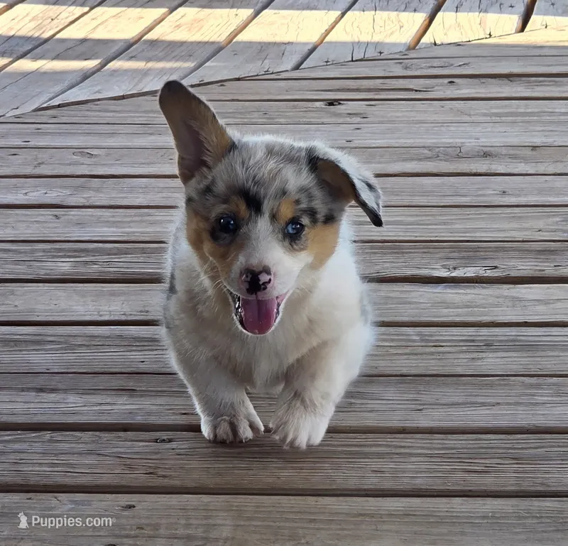 Male puppy – Pembroke Welsh Corgi puppy on hold in Trinidad, CO