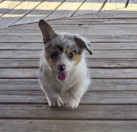 Male puppy, a male Pembroke Welsh Corgi for sale in Trinidad, CO – 1 of 5
