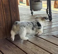 Male puppy, a male Pembroke Welsh Corgi for sale in Trinidad, CO – 2 of 5