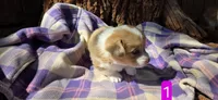 Female 1, a female Pembroke Welsh Corgi for sale in Trinidad, CO – 8 of 10