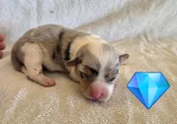 Male 1, a male Pembroke Welsh Corgi for sale in Trinidad, CO – 2 of 3