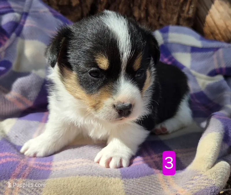 Female 3 – Pembroke Welsh Corgi puppy for sale in Trinidad, CO