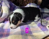 Female 3, a female Pembroke Welsh Corgi for sale in Trinidad, CO – 8 of 10