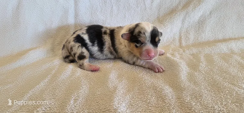 Female 2 – Pembroke Welsh Corgi puppy for sale in Trinidad, CO