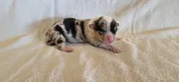Female 2, a female Pembroke Welsh Corgi for sale in Trinidad, CO – 1 of 2