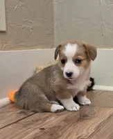 Female 4, a female Pembroke Welsh Corgi for sale in Trinidad, CO – 2 of 10