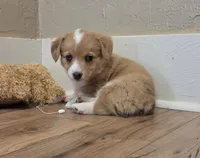 Female 1, a female Pembroke Welsh Corgi for sale in Trinidad, CO – 3 of 10
