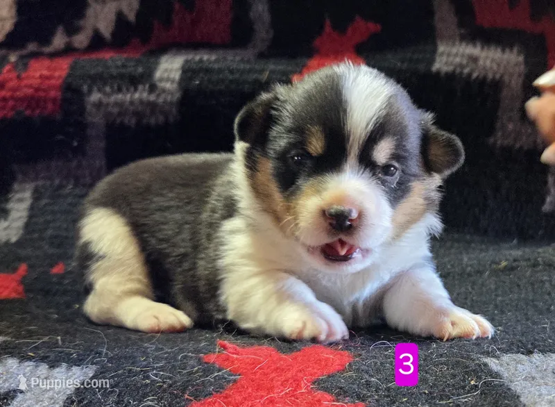 Female 3 – Pembroke Welsh Corgi puppy for sale in Trinidad, CO