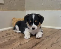 Female 3, a female Pembroke Welsh Corgi for sale in Trinidad, CO – 1 of 10