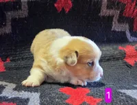 Female 1, a female Pembroke Welsh Corgi for sale in Trinidad, CO – 10 of 10