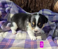 Female 3, a female Pembroke Welsh Corgi for sale in Trinidad, CO – 6 of 10