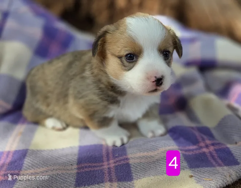 Female 4 – Pembroke Welsh Corgi puppy for sale in Trinidad, CO