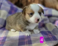 Female 4, a female Pembroke Welsh Corgi for sale in Trinidad, CO – 6 of 10