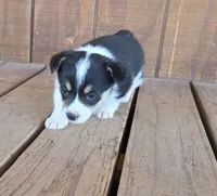 Female 3, a female Pembroke Welsh Corgi for sale in Trinidad, CO – 4 of 10