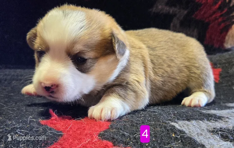 Female 4 – Pembroke Welsh Corgi puppy for sale in Trinidad, CO