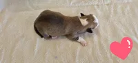 Female 4, a female Pembroke Welsh Corgi for sale in Trinidad, CO – 2 of 2