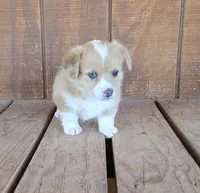 Female 1, a female Pembroke Welsh Corgi for sale in Trinidad, CO – 4 of 10