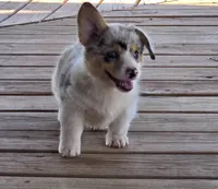 Male puppy, a male Pembroke Welsh Corgi for sale in Trinidad, CO – 3 of 5