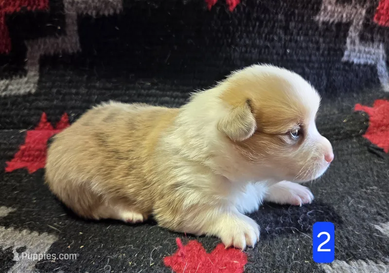Male 2 – Pembroke Welsh Corgi puppy for sale in Trinidad, CO