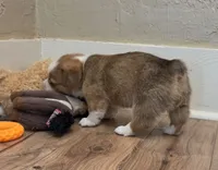 Female 4, a female Pembroke Welsh Corgi for sale in Trinidad, CO – 3 of 10