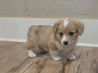 Female 1, a female Pembroke Welsh Corgi for sale in Trinidad, CO – 2 of 10