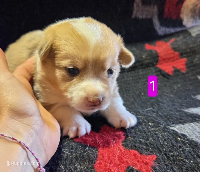 Female 1 – Pembroke Welsh Corgi puppy for sale in Trinidad, CO