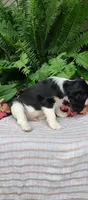 Leo, a male Cavalier King Charles Spaniel for sale in Canandaigua, NY – 4 of 5