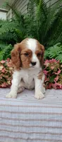 Buddy , a male Cavalier King Charles Spaniel for sale in Canandaigua, NY – 4 of 7
