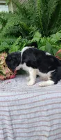 Lincoln , a male Cavalier King Charles Spaniel for sale in Canandaigua, NY – 4 of 5