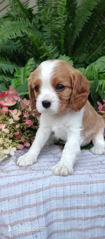 Rocky – Cavalier King Charles Spaniel puppy on hold in Canandaigua, NY