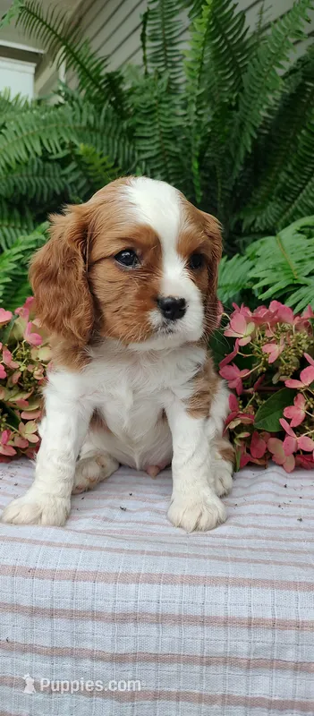 Buddy  – Cavalier King Charles Spaniel puppy on hold in Canandaigua, NY