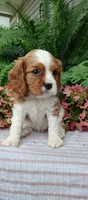 Buddy , a male Cavalier King Charles Spaniel for sale in Canandaigua, NY – 1 of 7
