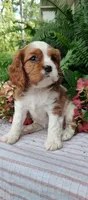 Buddy , a male Cavalier King Charles Spaniel for sale in Canandaigua, NY – 2 of 7