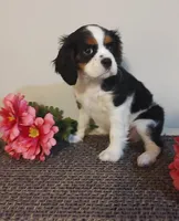 Daisy, a female Cavalier King Charles Spaniel for sale in Canandaigua, NY – Photo 2 of 6