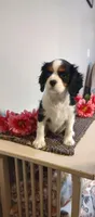 Daisy, a female Cavalier King Charles Spaniel for sale in Canandaigua, NY – Photo 6 of 6