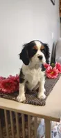 Daisy, a female Cavalier King Charles Spaniel for sale in Canandaigua, NY – Photo 4 of 6