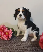 Daisy, a female Cavalier King Charles Spaniel for sale in Canandaigua, NY – Photo 1 of 6