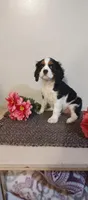 Daisy, a female Cavalier King Charles Spaniel for sale in Canandaigua, NY – Photo 5 of 6