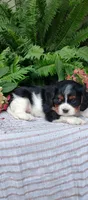 Lincoln , a male Cavalier King Charles Spaniel for sale in Canandaigua, NY – 2 of 5
