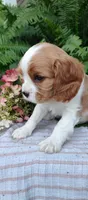 Rocky, a male Cavalier King Charles Spaniel for sale in Canandaigua, NY – 3 of 6