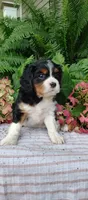 Lincoln , a male Cavalier King Charles Spaniel for sale in Canandaigua, NY – 5 of 5