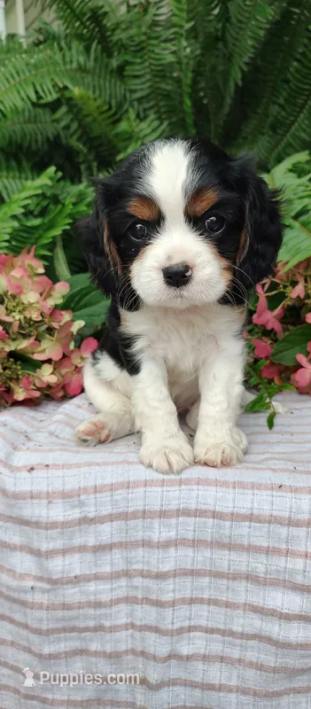 Leo – Cavalier King Charles Spaniel puppy on hold in Canandaigua, NY