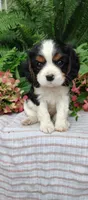 Leo, a male Cavalier King Charles Spaniel for sale in Canandaigua, NY – 1 of 5