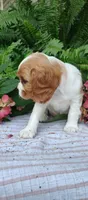 Rocky, a male Cavalier King Charles Spaniel for sale in Canandaigua, NY – 2 of 6